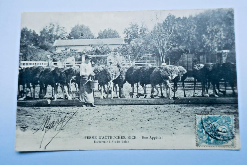 鸵鸟羽毛公司三张明信片,1907年