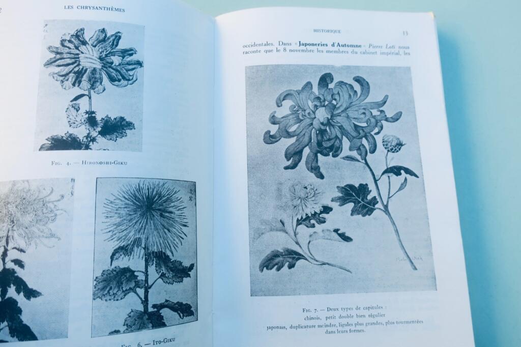 Péguy. 菊 Chrysanthèmes: 園芸図書