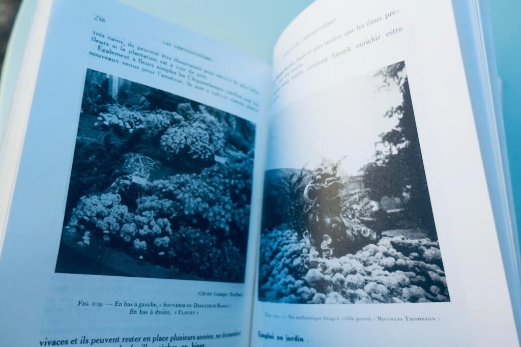 Péguy. 菊 Chrysanthèmes: 園芸図書