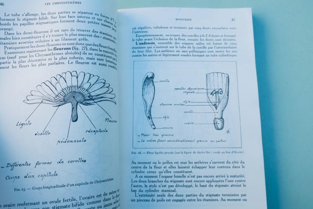 Péguy. 菊 Chrysanthèmes: 園芸図書
