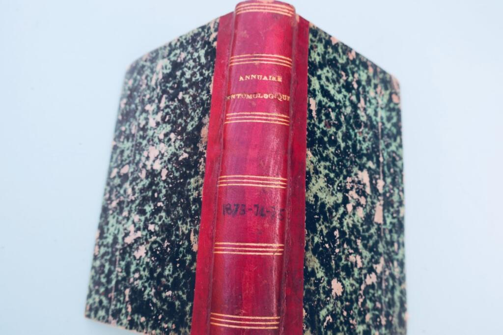 insecte Fauvel Annuaire entomologique 1873-1874-1875