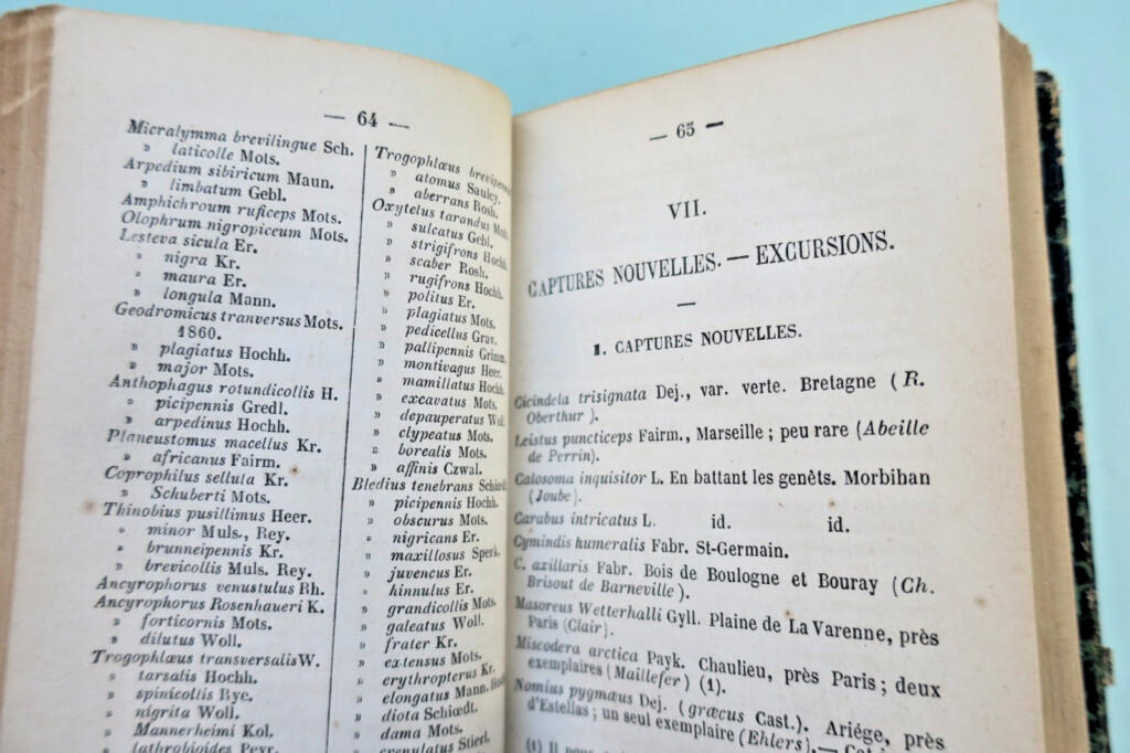 insecte Fauvel Annuaire entomologique 1873-1874-1875