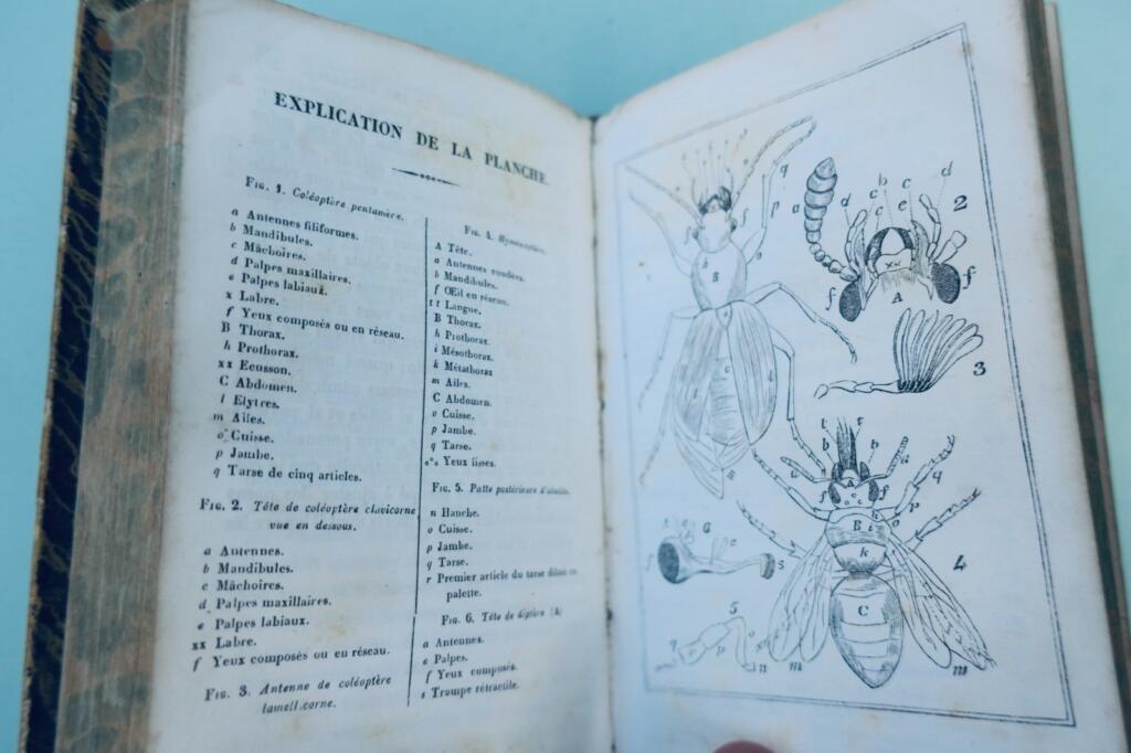 Garten Spaziergänge eines Naturforschers: Insekten 1838 + handschriftliche Notizen