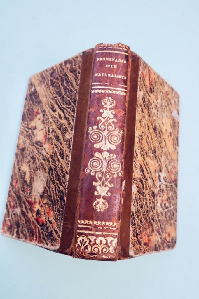Garten Spaziergänge eines Naturforschers: Insekten 1838 + handschriftliche Notizen