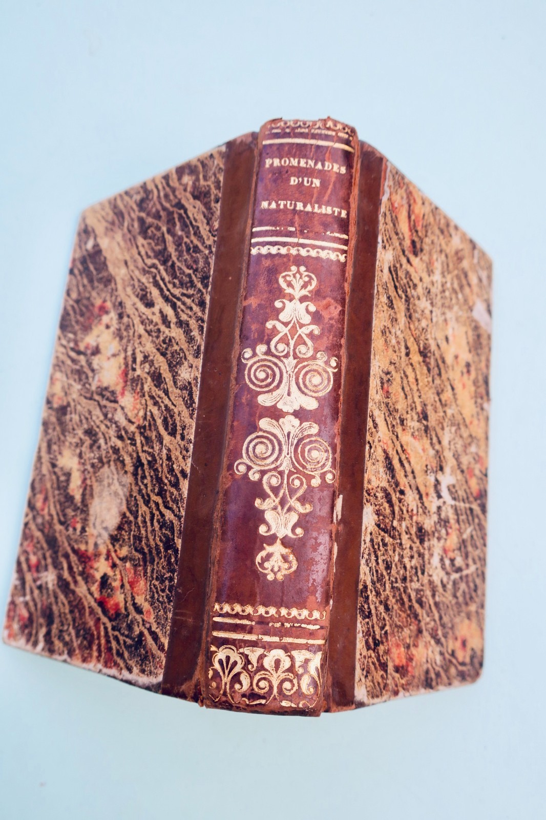Jardin Promenades d'un naturaliste: Insekten 1838 + handschriftliche Notizen