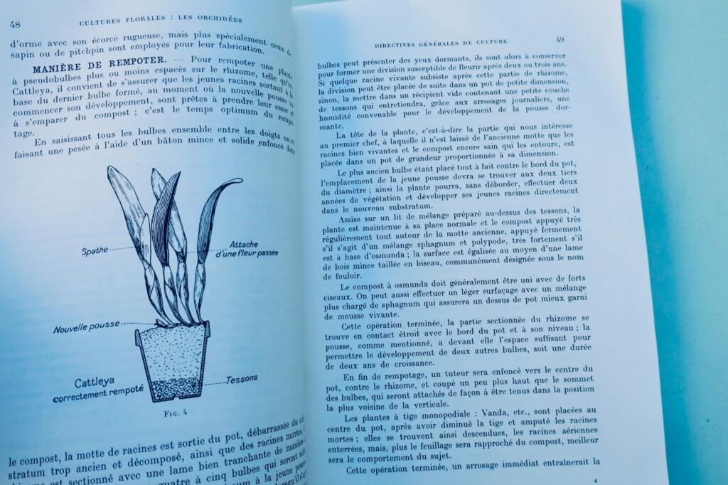 orchidées. Généralités, culture, obtention des semis et description des