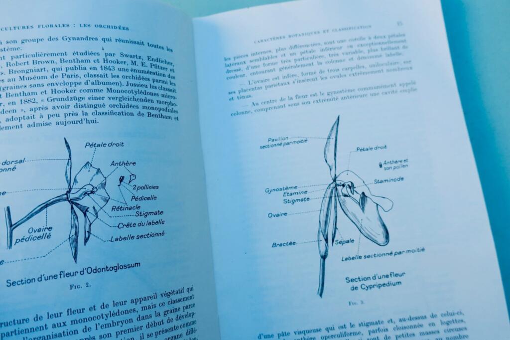 orchidées. Généralités, culture, obtention des semis et description des