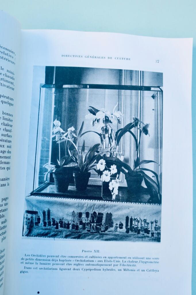 orchidées. Généralités, culture, obtention des semis et description des