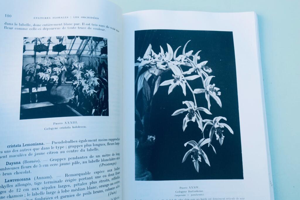 orchidées. Généralités, culture, obtention des semis et description des