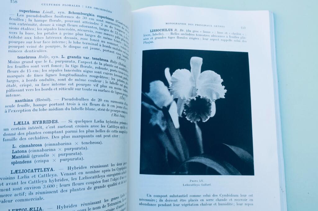 orchidées. Généralités, culture, obtention des semis et description des