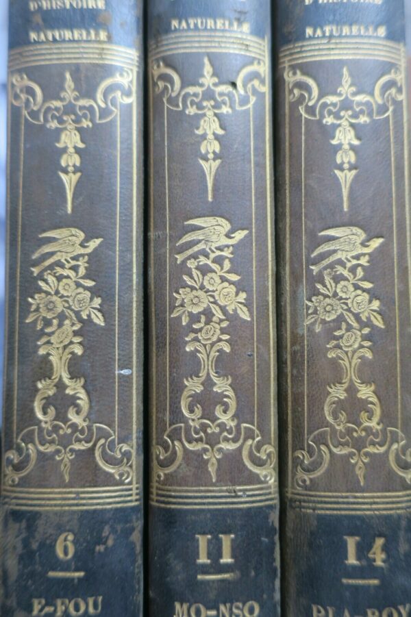 BORY DE SAINT-VINCENT Dictionnaire classique d'histoire naturel – Image 13