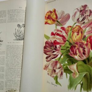 Jardin NICHOLSON MOTTET Dictionnaire pratique d'HORTICULTURE et de JARDINAGE