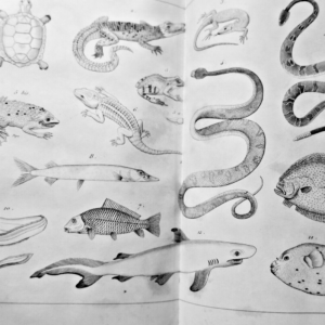 Notions de physique et de chimie, lecons d'histoire naturelle, et principes...