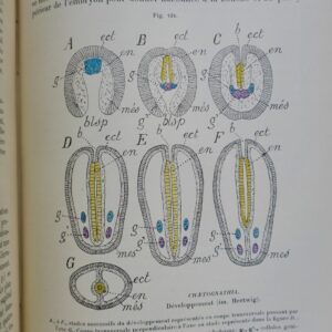 Traité de zoologie concrète. Tome V: Les vermidiens 1897