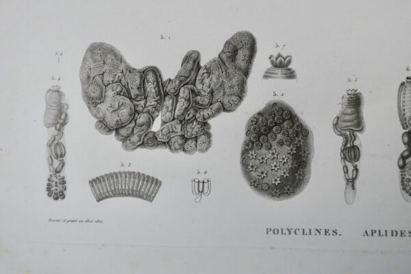 Zoologie zoophytes, ascidies, 71 x 53 cm., Savigny – Image 15