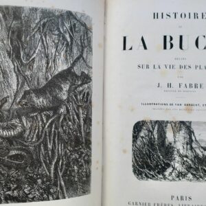 plante  Histoire de la buche - Récits sur la vie des plantes 1867