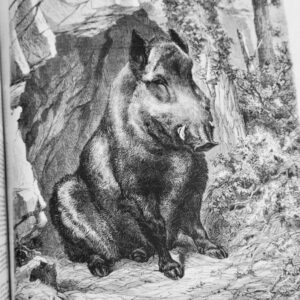 Chasse illustrée - Journal des plaisirs de la ferme et du château 1868-1869