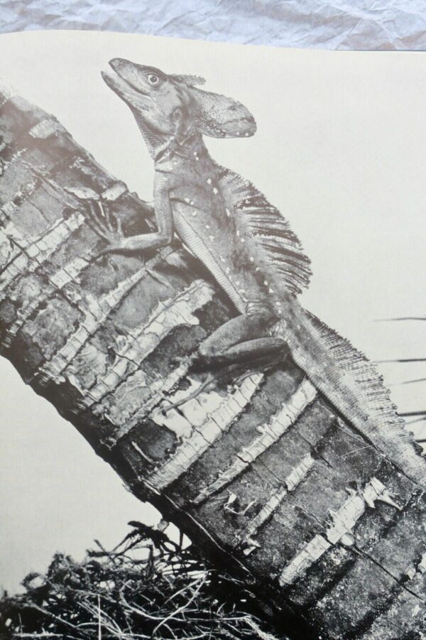 Reptiles vivants du monde 1960 – Image 11