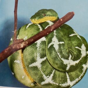 Reptiles vivants du monde 1960