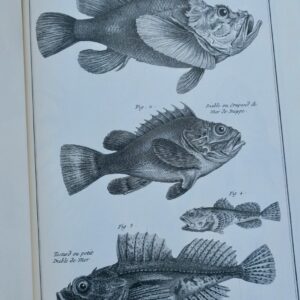 pêche Duhamel du Monceau Traité général des pesches, et histoire des poissons