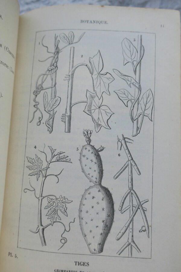 JARDIN bon jardinier. Almanach pour l'année 1877 – Image 11