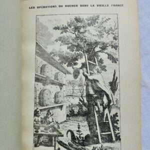 Abeille par l'image