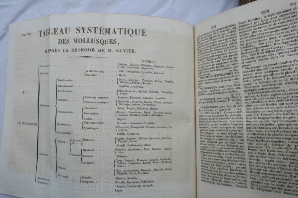 BORY DE SAINT-VINCENT Dictionnaire classique d'histoire naturel – Image 6