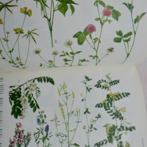 Jardin LA METHODE SIMPLE POUR TROUVER LES NOMS DES FLEURS