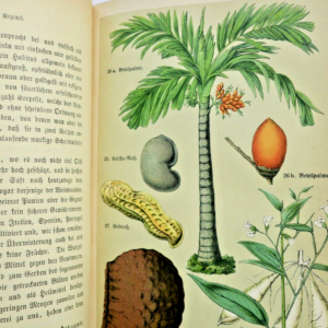 Pflanzen Praktische Pflanzenkunde für Handel, Gewerbe und Hauswirtschaft 1900