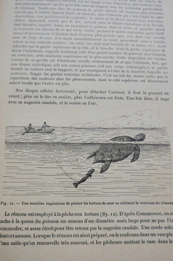 ANIMAUX EXCENTRIQUES 1906 – Image 12