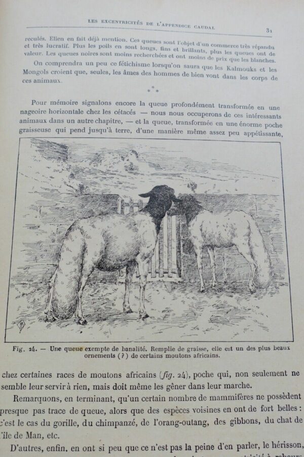 ANIMAUX EXCENTRIQUES 1906 – Image 10