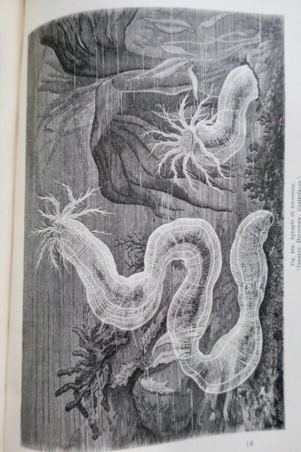 FIGUIER,  Zoophytes et mollusques 1866 – Image 11