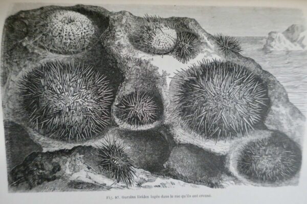 FIGUIER,  Zoophytes et mollusques 1866 – Image 12
