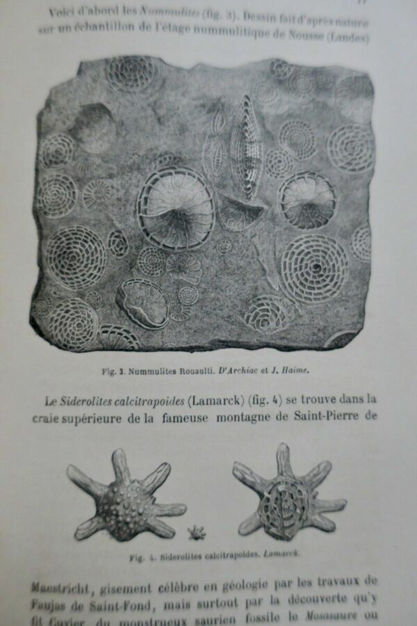 FIGUIER,  Zoophytes et mollusques 1866 – Image 3