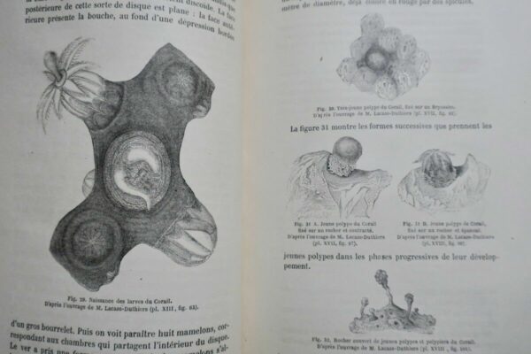 FIGUIER,  Zoophytes et mollusques 1866 – Image 4