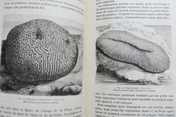 FIGUIER,  Zoophytes et mollusques 1866 – Image 5