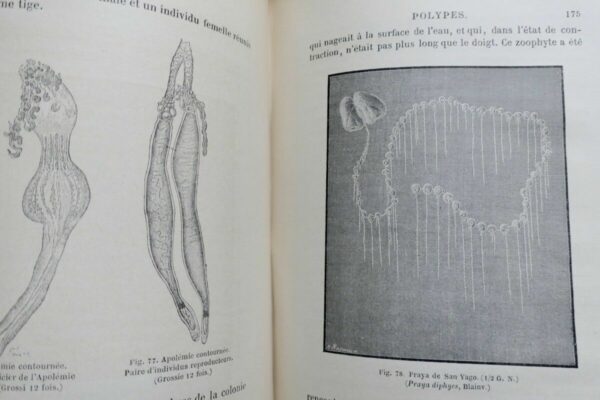 FIGUIER,  Zoophytes et mollusques 1866 – Image 6