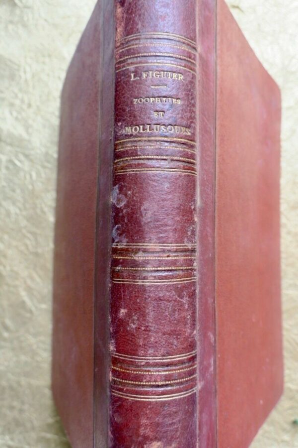 FIGUIER,  Zoophytes et mollusques 1866 – Image 7