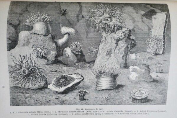 FIGUIER,  Zoophytes et mollusques 1866