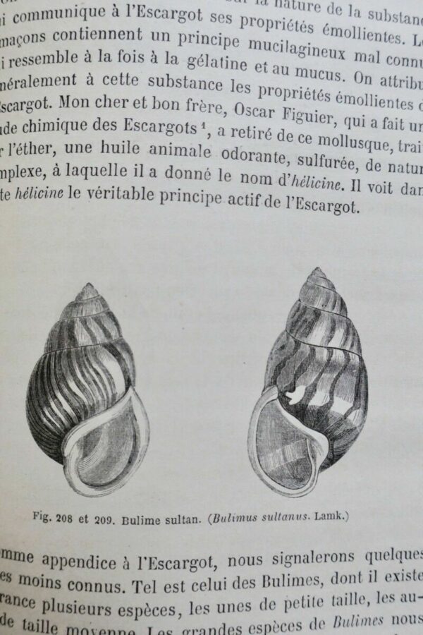 FIGUIER,  Zoophytes et mollusques 1866 – Image 8