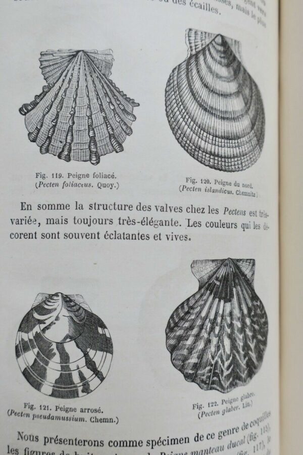 FIGUIER,  Zoophytes et mollusques 1866 – Image 10