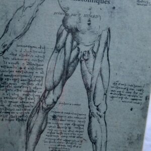 VINCI (Leonard de) dessins anatomiques