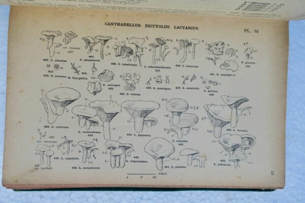 Champignons COSTANTIN J. / DUFOUR L. NOUVELLE FLORE DES CHAMPIGNONS – Image 4