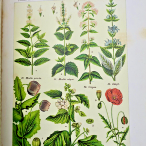 Jardin Coupin, Henri. Les plantes qui nourrissent, qui guérissent, 1905