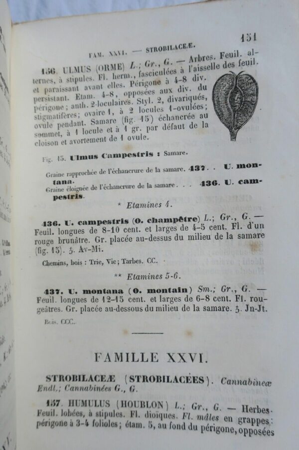 Flore  Departement des Hautes-Pyrenees 65. 1867 – Image 5