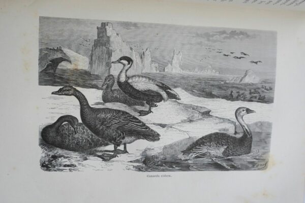 Perdus dans les glaces  Hayes 1875 – Image 7