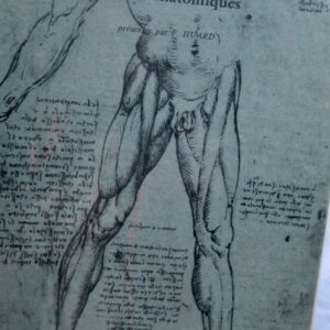 VINCI (Leonard de) dessins anatomiques