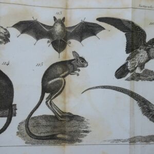 naturaliste manuel complet du naturaliste préparateur ou l'art..embaumement 1853