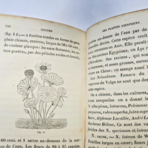 pelargonium culture pratique des pelargonium, giroflées, aquatiques, lantanas