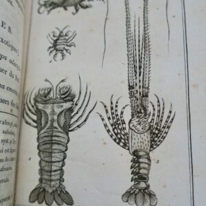 crustacés Histoire Naturelle.. des Crustacés et des insectes 1802